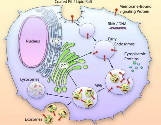 Exosome formation